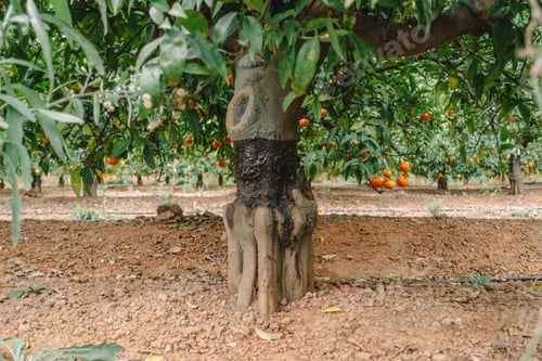 Preview: citrus tree treated with glue for pest prevention