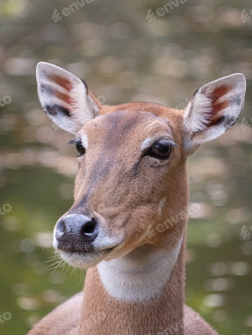 Preview: Antelope at the Beauval Zoo in France