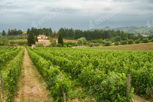 Preview: Scenic Vineyard Landscape on a Cloudy Day