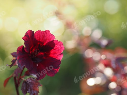 Preview: Red flower Cranberry Hibiscus Red Leaf Hibiscus False Roselle African Rose Mallow Hibiscus acetosell