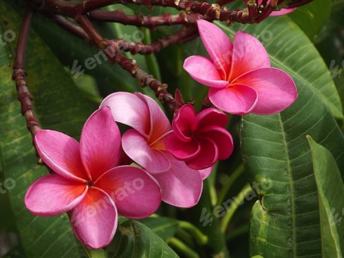 Preview: Hot pink frangipani
