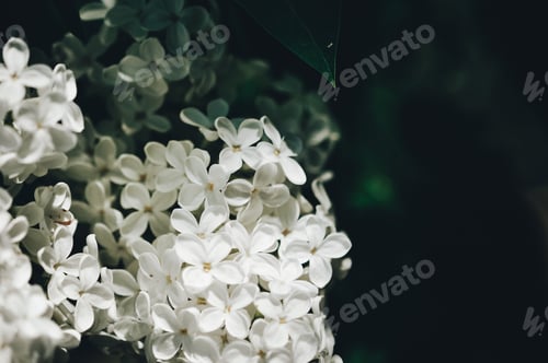 White Flowers Blossoming with Green Leafy Background