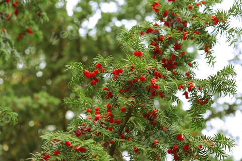 Preview: Red berries growing on evergreen yew tree branches