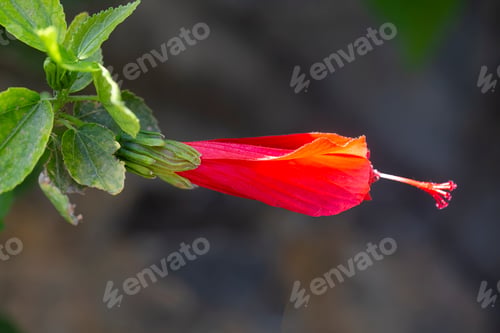 Preview: A red flower; scientific name; Malvaviscus arboreus