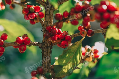 Preview: Coffee beans ripening on tree in North of thailand