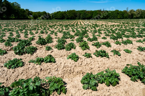 Preview: Green field of potato crops in a row