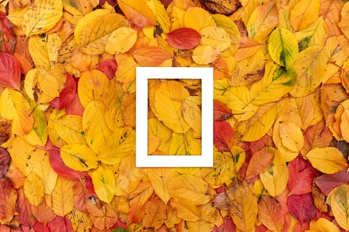 Preview: Vertical thick white hollow frame lies on yellow autumn leaves