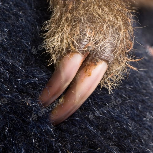 Preview: baby Two-toed sloth (4 months) - Choloepus didactylus