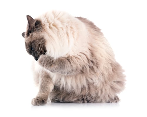 Preview: siberian cat in studio