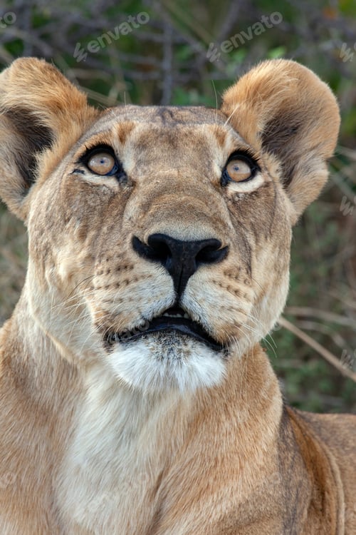 Preview: Lioness (Panthera leo) in the Savuti region of northern Botswana, Africa.