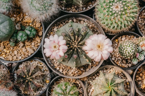 Preview: Top view of Cactus flowers, Gymnocalycium sp. with two pink and white flower is blooming on pot, Suc