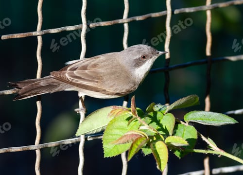 Preview: Lesser whitethroat, Sylvia curruca. A bird sits on a fence near a rose bush