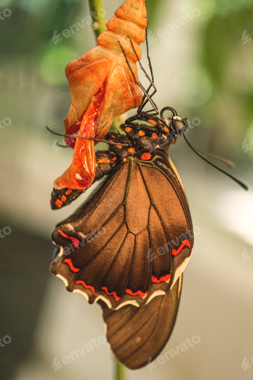 Preview: Butterflies