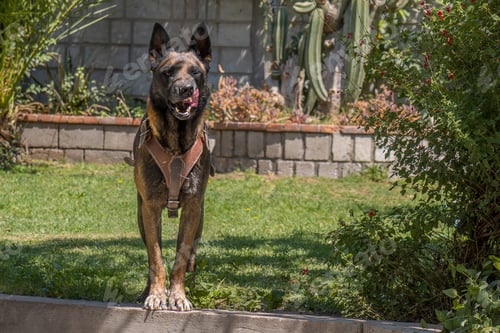 Preview: Alert German Shepherd standing on a sunny lawn in a garden