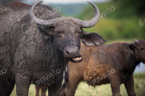 Preview: Closeup shot of a buffalo in Uganda