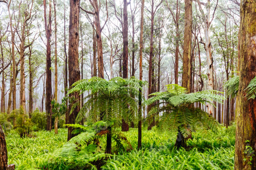 Preview: Donna Buang Rd Drive in Victoria Australia