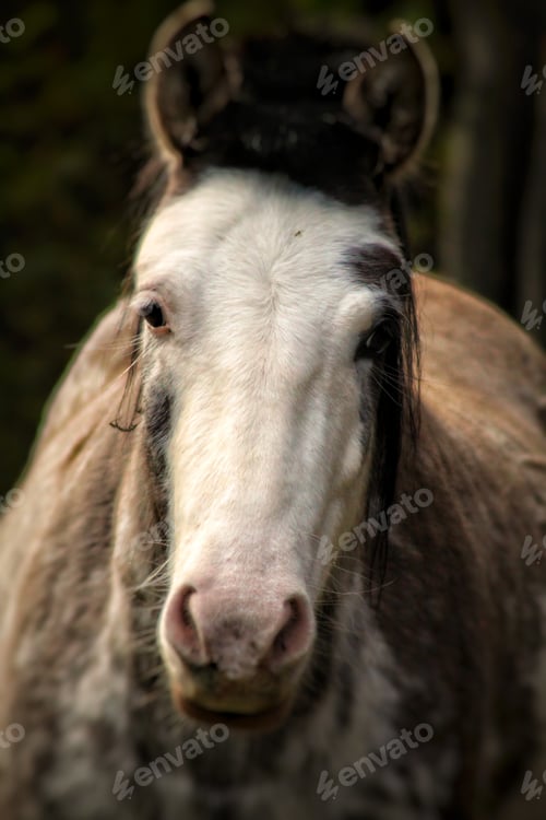 Preview: Close-up of a horse's face with expressive eyes