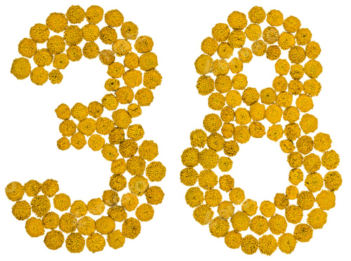 Preview: Arabic numeral 38, thirty eight, from yellow flowers of tansy, isolated on white background