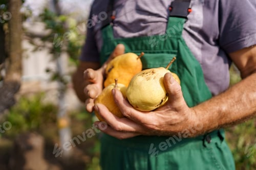 Preview: Juicy yellow beautiful pears in farmers hands in the garden