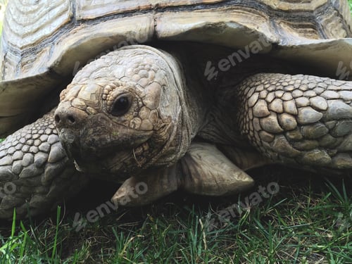 Preview: Tortoise close up
