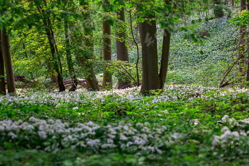 Preview: beech forest in spring with many white wildflowers