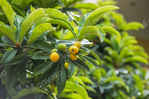 Preview: Healthy Medlars in fruit tree.