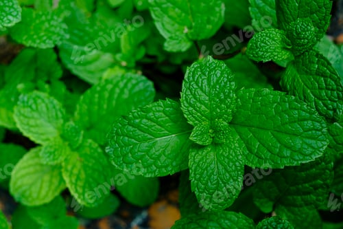 Preview: Close-up of fresh mint leaves with vibrant green color and aromatic texture