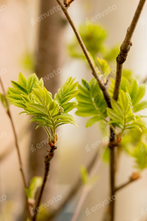 Preview: Rowan branch with young leaves