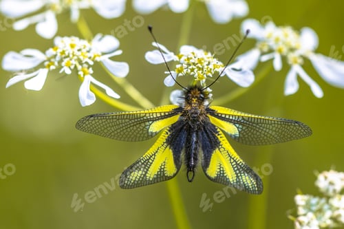 Preview: Owly sulphur insect