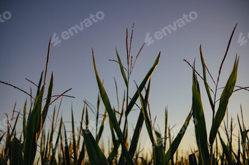 Preview: Cornfield at Sunset Silhouette