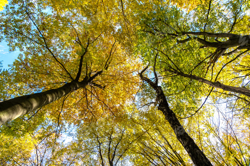 Preview: Perspective from down to up view of autumn forest with bright orange and yellow leaves. Dense woods