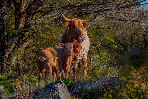 Preview: Longhorn cow and the calves