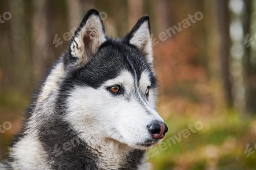 Preview: Siberian Husky dog profile portrait with black gray white coat color, cute sled dog breed