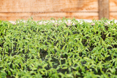Preview: Small seedlings growing tomato in cultivation tray