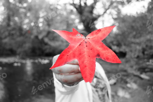 Preview: Autumn red