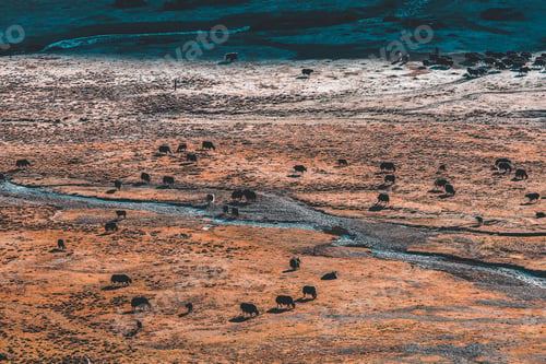 Preview: Black yaks graze high in the mountains.