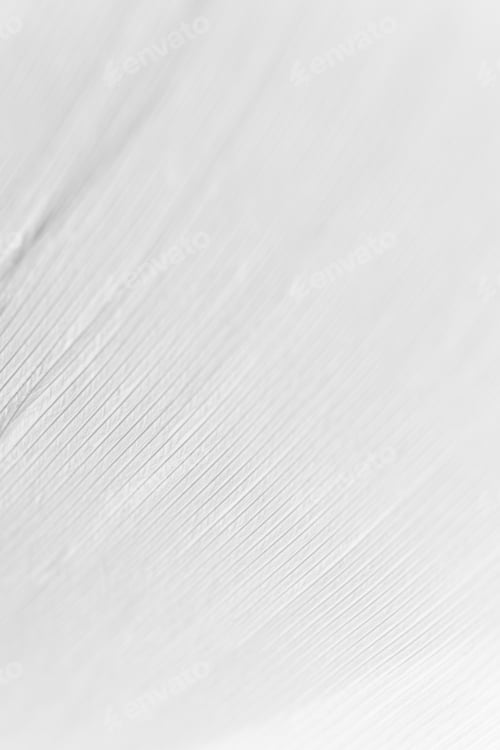 Preview: Close-up swan feather texture with selective focus, macr