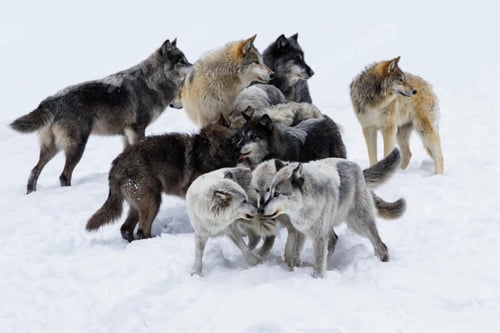 Preview: wolf, pack, togetherness, group, wilderness