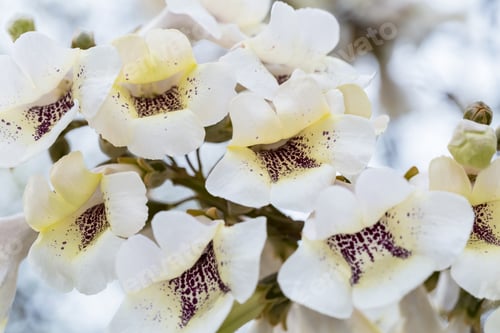 Preview: flowers of paulownia