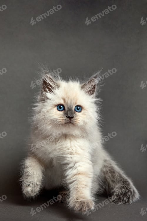 Preview: Cute fluffy kitten against gray background. Space for text