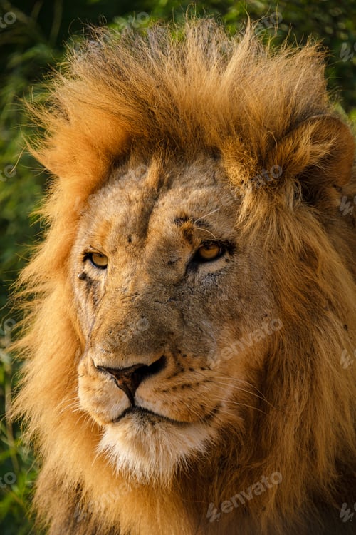Preview: African Lions during safari game drive in Kruger National park South Africa