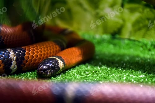 Preview: Sinaloa King snake (Lampropeltis triangulum sinaloae) in terrarium. Close-up.