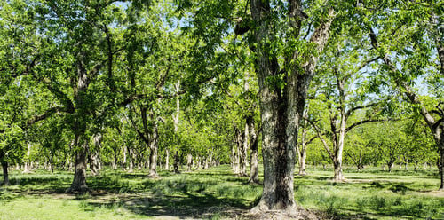Preview: Pecan orchard in South Georgia with trees all in a row in green as natures beauty.