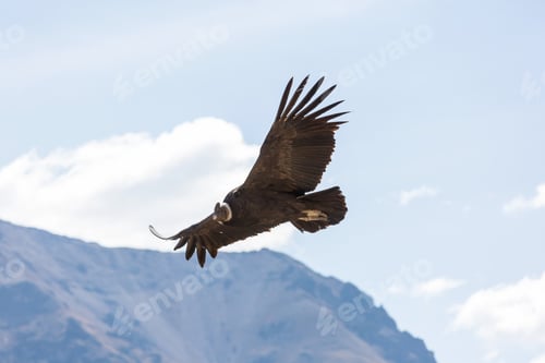 Preview: Condor