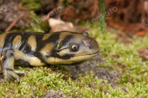 Preview: Closeup shot of barred tiger salamander
