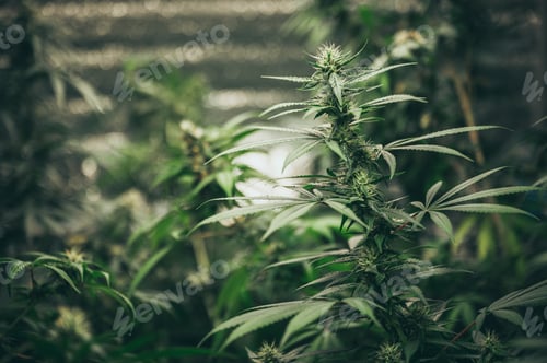 Preview: Commercial hemp farming in a greenhouse. Industrial hemp grown to produce CBD oil
