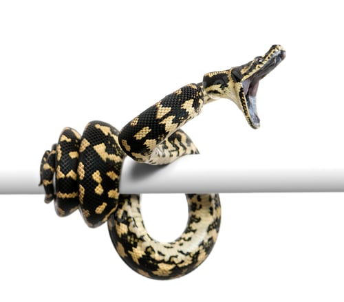 Preview: Jungle carpet python attacking, Morelia spilota cheynei against white background