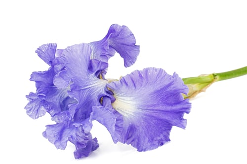 Preview: Violet flower of iris, isolated on white background