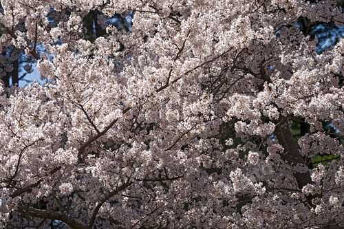Preview: Yoshino Cherry (Prunus X Yedoensis). Hybrid Between Prunus Speciosa And Prunus Pendula F. Escendens