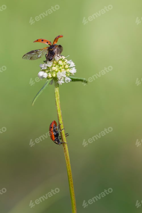 Preview: Tiny Lady Bugs flies with large wings perched on a tall plant